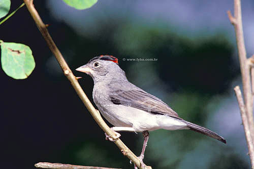  (Coryphospingus pileatus) Pileated Finch - Caatinga Ecosystem - Ceara state - northeast of Brazil 