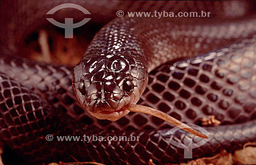  (Clelia occipitolutea) Mucurana or Mussurana Snake - Ecosystem of Caatinga - Brazil 