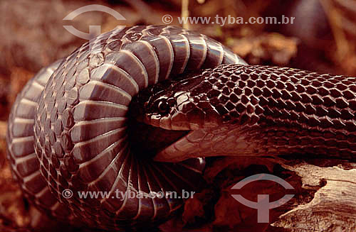  (Clelia occipitolutea) Mucurana or Mussurana Snake eating - Ecosystem of Caatinga - Brazil 