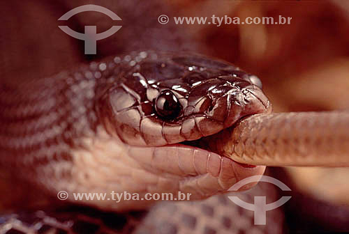  (Clelia occipitolutea) Mucurana or Mussurana Snake eating - Ecosystem of Caatinga - Brazil 