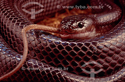  (Clelia occipitolutea) Mucurana or Mussurana Snake eating - Ecosystem of Caatinga - Brazil 
