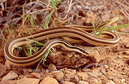  (Lygophis lineatus) - snake - Ecosystem of Caatinga - Brazil 
