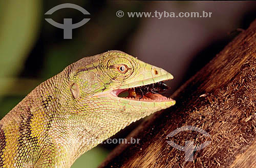  (Polychrus marmoratus) Many-colored Bush Anole  - Ecosystem of Caatinga - Brazil 