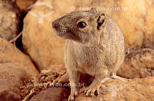  Subject: Moco - (Kerodon rupestris) - mammal in the rodent family of cavídeos much similar with prea / Place: Central city - Bahia state (BA) - Brazil / Date: 1994 