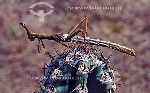  (Phasmatodea) - Stick Insect - Caatinga Ecosystem - Brazil 