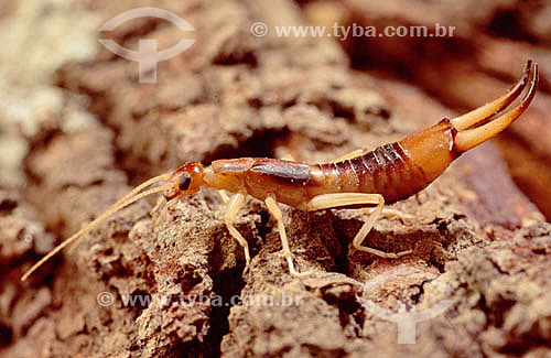  (Labidura sp) Earwig - Ecosystem of Caatinga - Brazil 