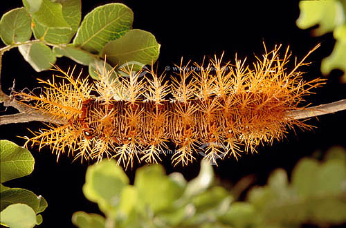 (Saturnidae) - caterpillar - Ecosystem of Caatinga - Brazil 