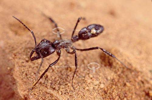  (Arthropodes/Insecta/Hymenoptera) Tocandira Ant - Ecosystem of Caatinga - Brazil 