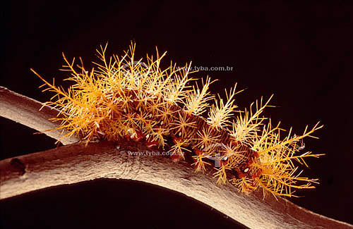  (Saturnidae) - caterpillar - Ecosystem of Caatinga - Brazil 
