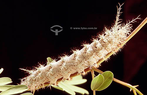  (Insecta/Lepidoptera/Saturniidae) - caterpillar - Ecosystem of Caatinga - Brazil 