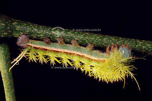  (Saturnidae) - caterpillar - Ecosystem of Caatinga - Brazil 