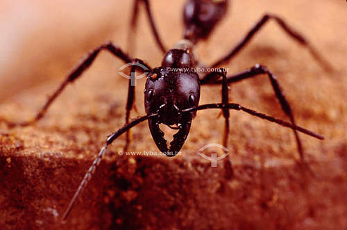  (Arthropodes/Insecta/Hymenoptera) Tocandira Ant - Ecosystem of Caatinga - Brazil 