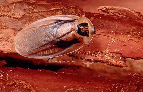  (Insecta Blattarea) Palm Cockroach - Ecosystem of Caatinga - Brazil 