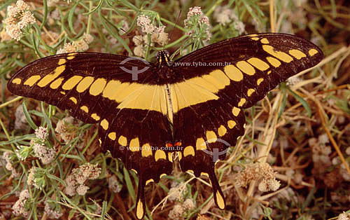  (Insecta, Lepidoptera, Papilionidae) Swordtail Butterfly - Ecosystem of Caatinga - Brazil 