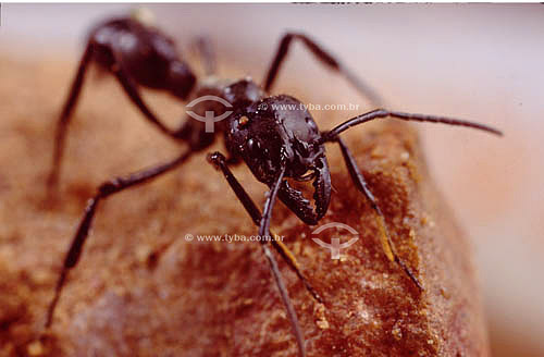  (Paraponera clavata) - Tocandira Ant - Ecosystem of Caatinga - Brazil 