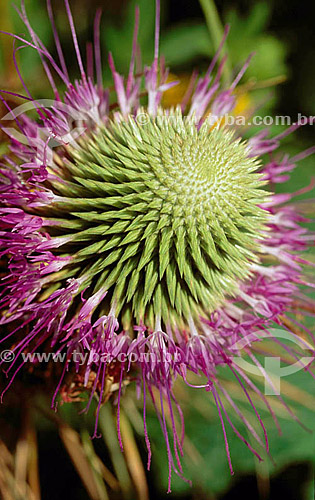  (Melocactus bahiensis) Cabeca de Frade - found all over northeast of Brazil - Caatinga Ecosystem 