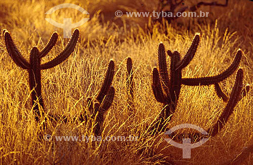  (Pilocereus gounellei) Xique-xique - cactus -  Ecosystem of Caatinga - Brazil 