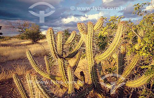  (Cereus jamacaru) Night-Blooming Cereus - cactus - Ecosystem of Caatinga - Brazil 