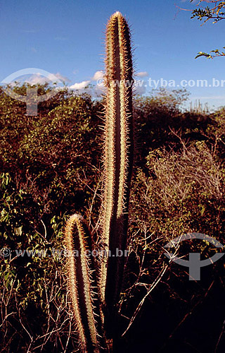  (Cereus jamacaru) Night-Blooming Cereus - cactus - Ecosystem of Caatinga - Brazil 