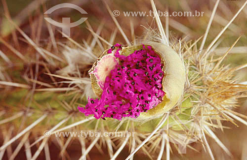  (Pilocereus gounellei)  - opened Xique-Xique cactus fruit  - Ecosystem of Caatinga - Brazil 