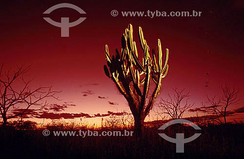  (Cereus jamacaru) Night-Blooming Cereus - Cactus - Ecosystem of Caatinga - Brazil 