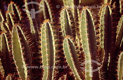  (Cereus jamacaru) Night-Blooming Cereus - Cactus - Ecosystem of Caatinga - Brazil 