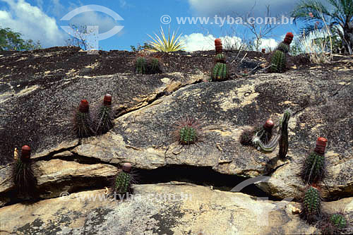  (Melocactus bahiensis) Turk`s Cap on rocks - Bahia state - Brazil 