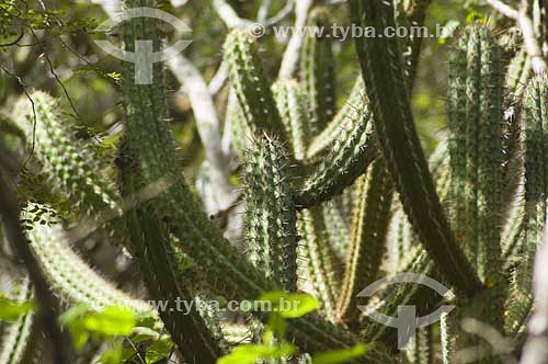  Close-up  of Caatinga vegetation next Sao Francisco river bank - Piranhas city - Alagoas state - Brazil  - June 2005 
