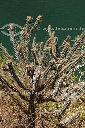  Mandacaru Cactus at Sao Francisco river banks - Alagoas state - Brazil - March 2006 