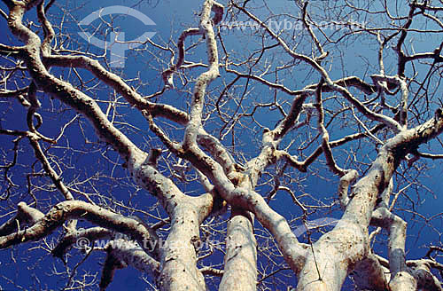  (Commiphora leptophloeos) Umburana tree - Ecosystem of Caatinga - Brazil 