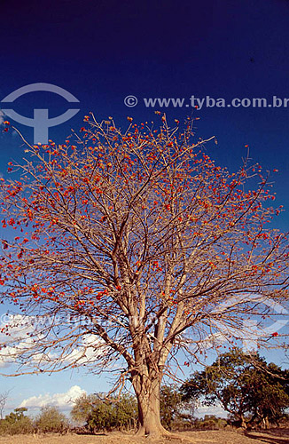  (Erythrina velutina) Mulungu tree - Vegetation of Caatinga - Brazil 