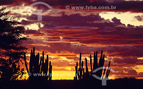  Sunset - Silhouette of cactus and colorful clouds - Caatinga Ecosystem view - Brazil 