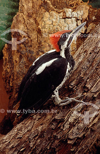  (Dryocopus lineatus) Lineated Woodpecker -  Ecosystem of Cerrado - Brazil 