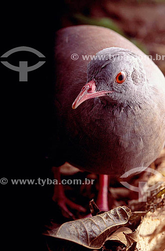  (Crypturellus parvirostris) Small-Billed Tinamou - Ecosystem of Cerrado - Brazil 
