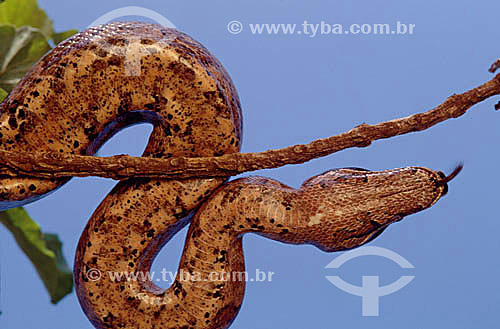  (Boa constrictor) Boa Snake  - Ecosystem of Cerrado - Brazil 