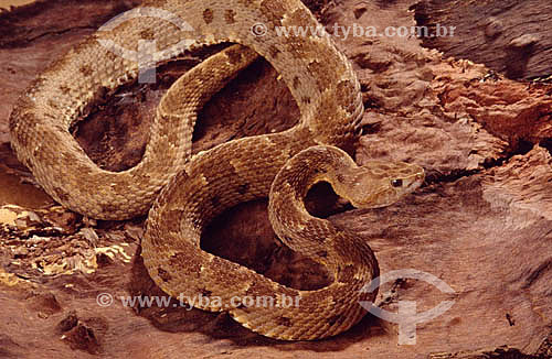  (Bothrops neuwiedi) Bothrop snake of the brazlilian Cerrado Ecosystem 