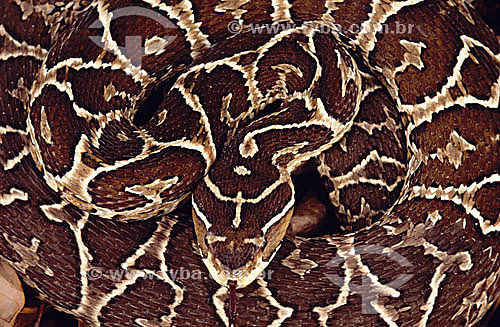  (Bothrops alternata) Urutu viper - Cerrado Ecosystem - Brazil   