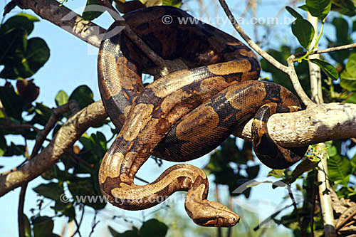  (Boa constrictor) Boa Snake - Ecosystem of Cerrado - Brazil 