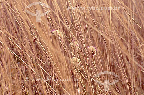  Plants - Cerrado Vegetation - Brasil 