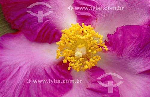  Cochlospermum flower - detail on the reproductive part - Cerrado Vegetation - Brazil 