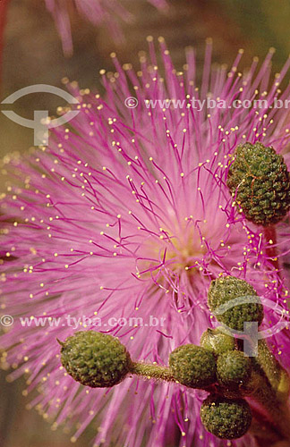  (Leguminosae) - Mimosa Flower - Cerrado Vegetation - Brazil 