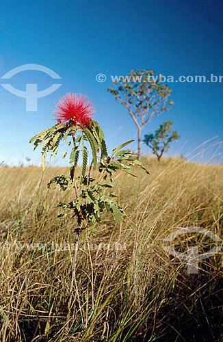  Plant - Cerrado Vegetation - Brazil 