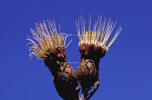  Detail of flower - Cerrado vegetation - Brazil 