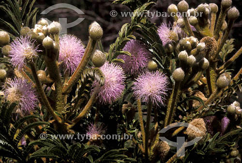  Cerrado`s flora - Brazil 