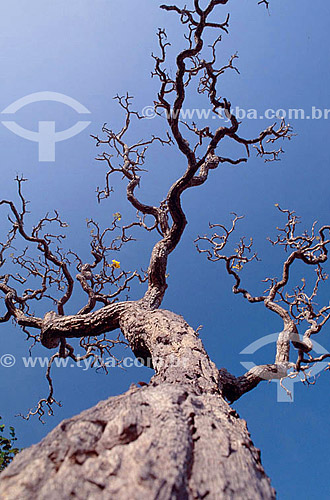 Winding tree trunk - Brazilian Cerrado Ecosystem - Brazil 