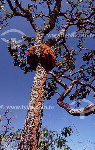  Tree-Dwelling termites - Cerrado Vegetation - Brazil 