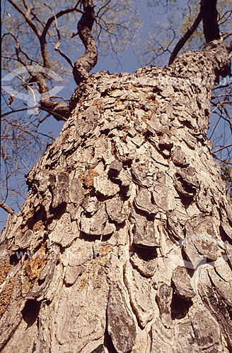   Tree trunk - Brazilian Cerrado Ecosystem - Brazil 