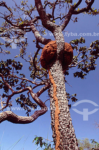  Tree-Dwelling termites - Cerrado Vegetation - Brazil 