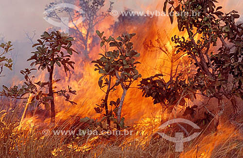 Burning - Brazilian Cerrado Ecosystem - Brazil 