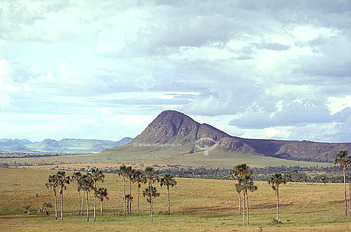  Clear Field and some Buriti palm trees - Cerrado ecosystem - Brazil 